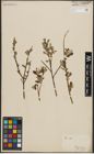 Foto von Salix aurita L.